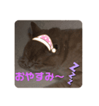 アメショのLUNA＆スコのNANA（個別スタンプ：16）