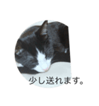 ハチワレめいちゃん22（個別スタンプ：8）