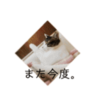 にゃんすけスタンプ弐（個別スタンプ：1）
