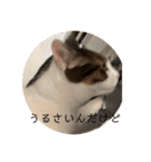 にゃんすけスタンプ弐（個別スタンプ：4）
