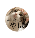 にゃんすけスタンプ弐（個別スタンプ：7）