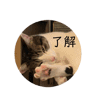 にゃんすけスタンプ弐（個別スタンプ：8）