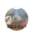 にゃんすけスタンプ弐（個別スタンプ：9）