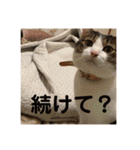 にゃんすけスタンプ弐（個別スタンプ：12）