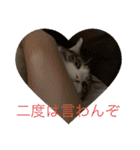 にゃんすけスタンプ弐（個別スタンプ：13）