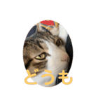 にゃんすけスタンプ弐（個別スタンプ：15）