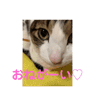 にゃんすけスタンプ弐（個別スタンプ：16）