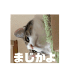 にゃんすけスタンプ弐（個別スタンプ：17）