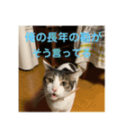 にゃんすけスタンプ弐（個別スタンプ：19）
