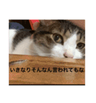 にゃんすけスタンプ弐（個別スタンプ：20）