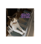 にゃんすけスタンプ弐（個別スタンプ：22）
