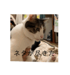 にゃんすけスタンプ弐（個別スタンプ：32）