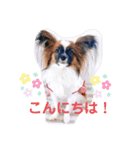 【シュシュ看板犬】みるく＆杏樹＆MOKA＆風雅（個別スタンプ：2）