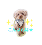 【シュシュ看板犬】みるく＆杏樹＆MOKA＆風雅（個別スタンプ：3）