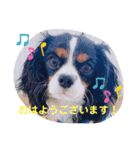 【シュシュ看板犬】みるく＆杏樹＆MOKA＆風雅（個別スタンプ：4）