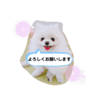 【シュシュ看板犬】みるく＆杏樹＆MOKA＆風雅（個別スタンプ：5）