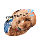 【シュシュ看板犬】みるく＆杏樹＆MOKA＆風雅（個別スタンプ：7）