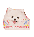 【シュシュ看板犬】みるく＆杏樹＆MOKA＆風雅（個別スタンプ：9）