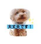 【シュシュ看板犬】みるく＆杏樹＆MOKA＆風雅（個別スタンプ：11）