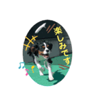 【シュシュ看板犬】みるく＆杏樹＆MOKA＆風雅（個別スタンプ：15）