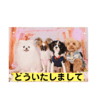 【シュシュ看板犬】みるく＆杏樹＆MOKA＆風雅（個別スタンプ：16）