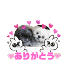 プーとクッキーとムースのスタンプ（個別スタンプ：9）
