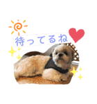 プーとクッキーとムースのスタンプ（個別スタンプ：24）