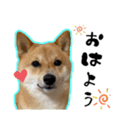 豆柴 虎太郎♡（個別スタンプ：1）