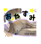 豆柴 虎太郎♡（個別スタンプ：2）