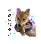 豆柴 虎太郎♡（個別スタンプ：3）
