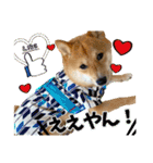 豆柴 虎太郎♡（個別スタンプ：6）