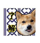 豆柴 虎太郎♡（個別スタンプ：8）