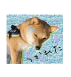 豆柴 虎太郎♡（個別スタンプ：10）
