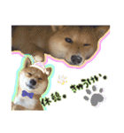豆柴 虎太郎♡（個別スタンプ：11）