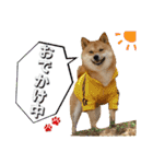 豆柴 虎太郎♡（個別スタンプ：12）