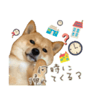 豆柴 虎太郎♡（個別スタンプ：14）