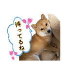 豆柴 虎太郎♡（個別スタンプ：15）