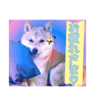 豆柴 虎太郎♡（個別スタンプ：16）