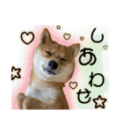 豆柴 虎太郎♡（個別スタンプ：19）