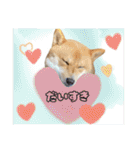豆柴 虎太郎♡（個別スタンプ：20）