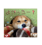 豆柴 虎太郎♡（個別スタンプ：21）