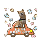 豆柴 虎太郎♡（個別スタンプ：24）