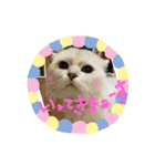 ひめにゃん1（個別スタンプ：17）