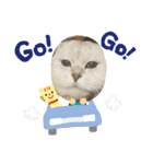 ひめにゃん1（個別スタンプ：19）