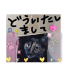 サビ猫ななち怖顔スタンプ第2弾（個別スタンプ：20）