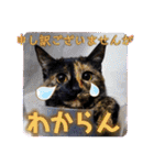 サビ猫ななち怖顔スタンプ第2弾（個別スタンプ：24）