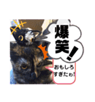 サビ猫ななち怖顔スタンプ第2弾（個別スタンプ：28）