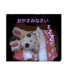うささちゃんスタンプ（個別スタンプ：4）