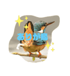 野川、多摩川のいきもの（個別スタンプ：1）