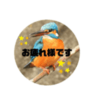 野川、多摩川のいきもの（個別スタンプ：6）